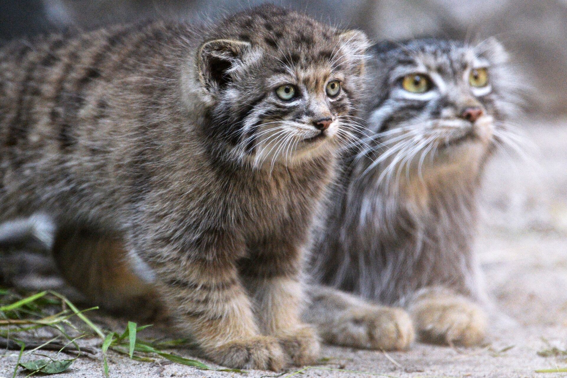 Самка манул со своим котенком, родившимся в мае 2018 года, в вольере Новосибирского зоопарка имени Р.А. Шило - РИА Новости, 1920, 07.12.2020